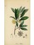 Pharmatea Yıldız Anason / Illicium Verum 100G 3