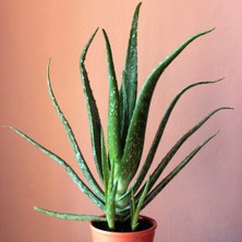 Asteratya Aloe Vera Bitkisi - 40/50 cm Uzunlukta - Saksılı