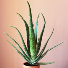 Asteratya Aloe Vera Bitkisi - 40/50 cm Uzunlukta - Saksılı