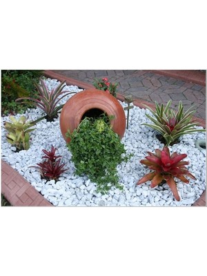 Asenya Beyaz Dolomit Taş 3 kg 4-6 cm Dekorotif Taş Bahçe Süs Taşı Doğal Dere Çakıl Taşı