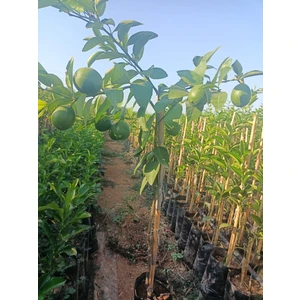 Mayer Limon Fidanı 150/180 Cm