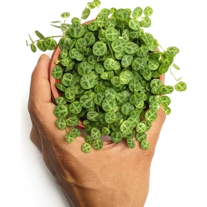 Peperomia Prostrata String Of Turtles Kaplumbağa Sırtı 9 Cm Saksı