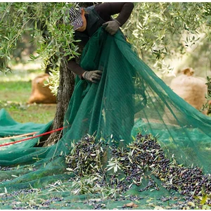 10 x 6 Zeytin Sergisi