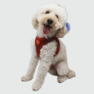 Kiremit Air-Mesh Göğüs Tasması Kedi Köpek Göğüs Tasması 2xs