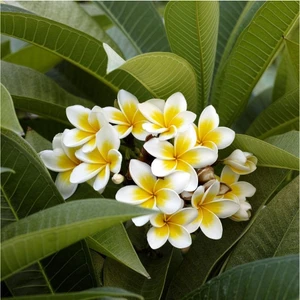 Tüplü Kokulu Plumeria Amerikan Fulu