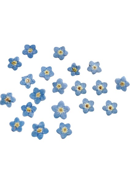 Yer Işareti Kartları Için 20X Preslenmiş Kurutulmuş Çiçek Kuru Yapraklar