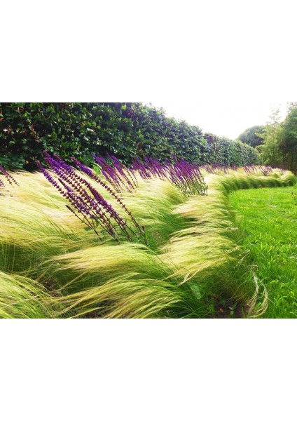 Stipa At Kuyruğu 50 Adet - Otsu Yer Örtücü Bitki