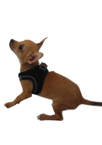 Siyah Air-Mesh Göğüs Tasması Kedi Köpek Göğüs Tasması 3xs