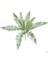 2pcs Yapay Palmiye Yaprakları - 56CM - Koyu Yeşil Sahte Fern Bitki Cycas 1