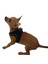 Siyah Air-Mesh Göğüs Tasması Kedi Köpek Göğüs Tasması S 1