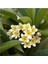 Tüplü Kokulu Plumeria Amerikan Fulu Fidanı 1