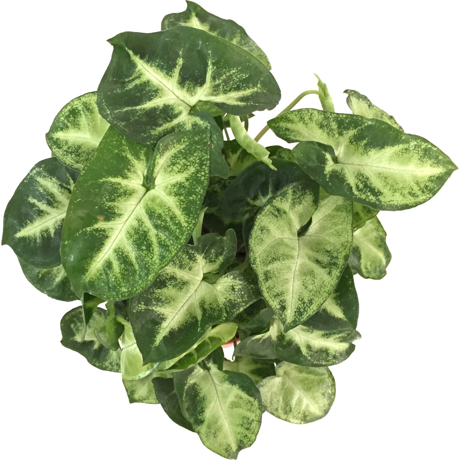 Betonish Ev Bitkisi Syngonium Podophyllum 2 Fiyatı