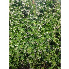 Tunç Botanik Arap Yasemini - Çiçekli Kokulu Sarılıcı Bitki 1.5 Metre