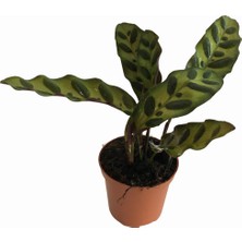 Armenbotanik Calathea Lancifolia