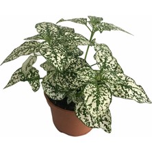Armenbotanik Hypoestes Yaprak Güzeli̇
