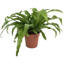 Betonish - Asplenium Nidus