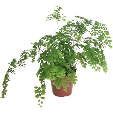 Betonish - Adiantum Raddianum (Venüs Saçı)