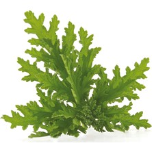 Tisserand Citronella Yağı Organi̇k Serti̇fi̇kali 9ml