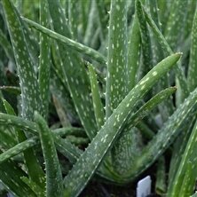 Toru Bahçe Aloevera Bitkisi 25-35 cm Doğal Krem Şifalı Bitki Sarısabır