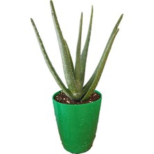 Toru Bahçe Aloe Vera Bitkisi-Jel Için 20-30 cm Doğal Krem Şifalı Bitki Sarısabır