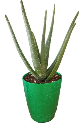 Toru Bahçe Aloe Vera Bitkisi-Jel Için 20-30 cm Doğal Krem Şifalı Bitki Sarısabır
