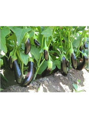 Fide Sepeti Patlıcan Tohumu (Karahan) (1Pkt./25Adt. Tohum)