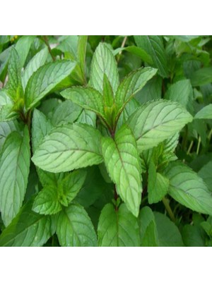 Fide Sepeti Nane Tohumu 1 Paket