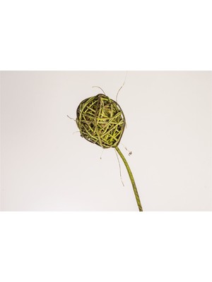 Mikasa Moor Yapay Çiçek P197.879862