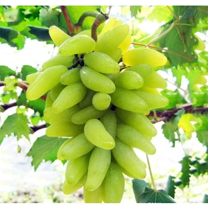 Bahçe Life Parmak Üzümü Tohumu + Çi̇Mlendi̇Rme Seti̇