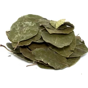 Lokman Aktar   Avakado Yaprağı (Persea Gratissima) 100 gr