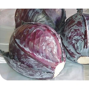 Fide Sepeti Kırmızı Lahana Tohumu 10gr 1 Paket