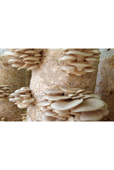 Tohumcu Kikizade Beyaz İstiridye Mantarı Tohumu 1 kg
