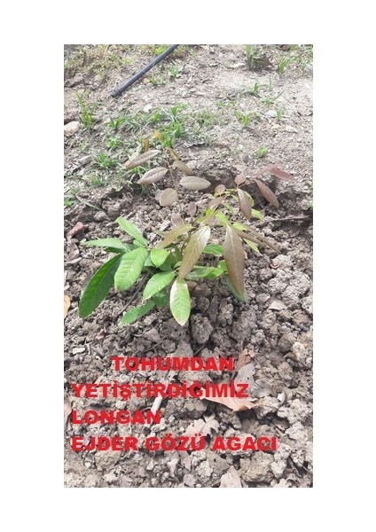 Longan Ejder Gözü Meyvesi̇ Ağaci Tohumu + Çi̇Mlendi̇Rme Seti̇ modelleri