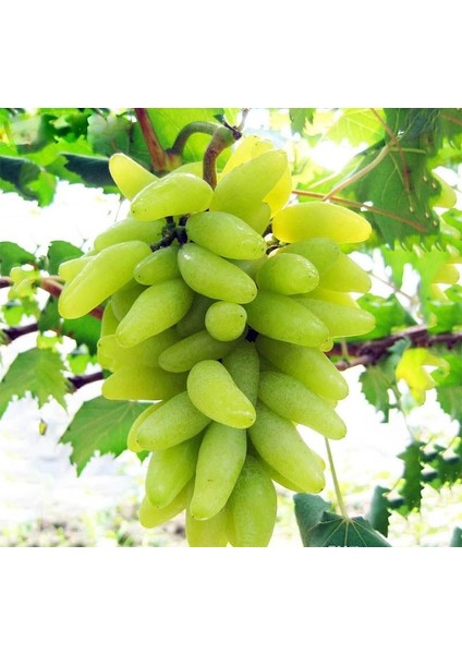 Parmak Üzümü Tohumu + Çi̇Mlendi̇Rme Seti̇