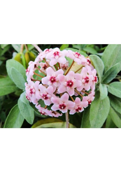 Mum Çi̇Çeği̇ Hoya Tohumu + Çi̇Mlendi̇Rme Seti̇