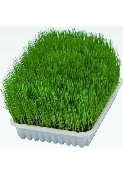 Doğal Kedi̇ Çi̇mi̇