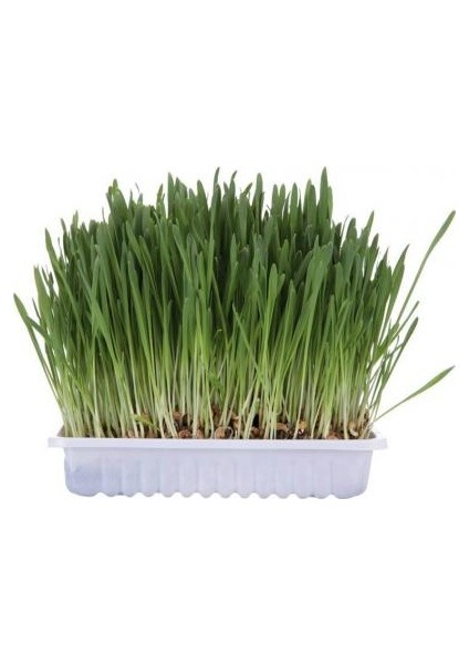 Doğal Kedi̇ Çi̇mi̇ fiyatları