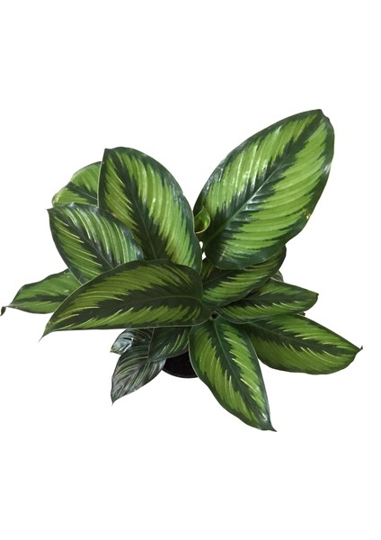 Calathea 'Beauty Star' (Dua Çiçeği)