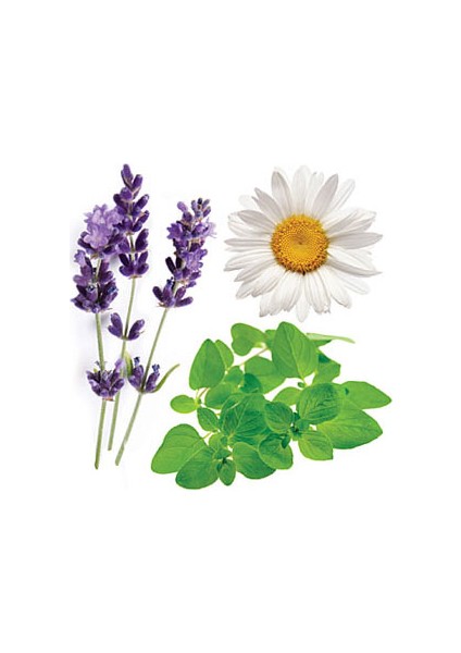 Tisserand Lavanta & Papatya Vücut Bakım Yağı 100ml fiyatları