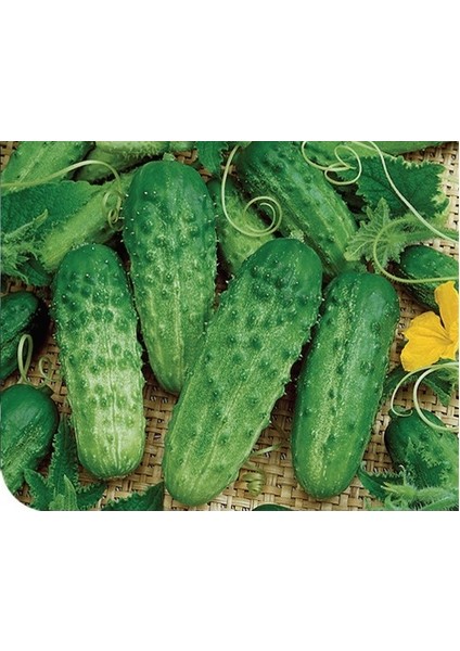 Kornişon Tohumu 10gr 1 Paket