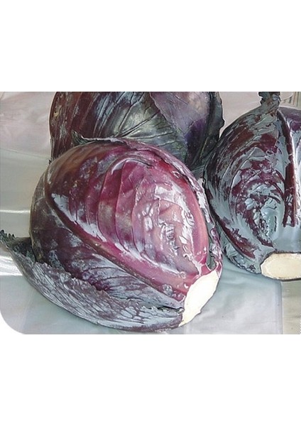 Kırmızı Lahana Tohumu 10gr 1 Paket