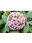 Mum Çi̇Çeği̇ Hoya Tohumu + Çi̇Mlendi̇Rme Seti̇ 1