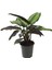 Calathea 'Beauty Star' (Dua Çiçeği) 1