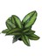 Calathea 'Beauty Star' (Dua Çiçeği) 2