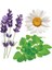 Tisserand Lavanta & Papatya Roller Ball Ci̇lt Bakımi 10ml 3
