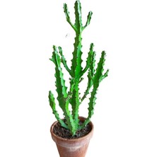 Armenbotanik Euphorbia Najuneranatanii - 90 cm