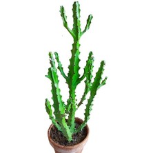 Armenbotanik Euphorbia Najuneranatanii - 90 cm