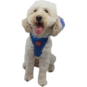 Mavi Air-Mesh Göğüs Tasması Kedi Köpek Göğüs Tasması Xl