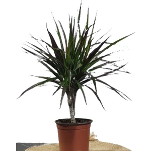 Bitki Fidanım Marginata Dracaena Tek Gövde 30-40 cm