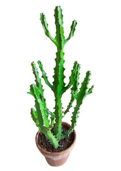 Euphorbia Najuneranatanii - 90 cm